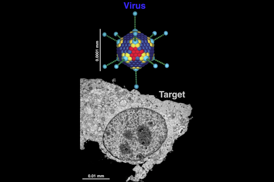 Schematic depiction of a nonenveloped virus (in color) with protruding fibers (light blue) and a capsid (bark blue, with red and yellow capsomers). The virus is artistically positioned above a human cell, depicted in an electron microscoph of a thin section stained with heavy metals. Note the nucleus (dark spherical structure in the cell center) and various lipid vesicles (circular dark lines) in the cytoplasm (light grey).